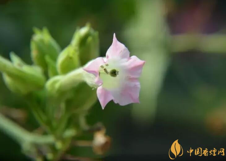 煙草花花語是什么，煙草花什么時(shí)候開花
