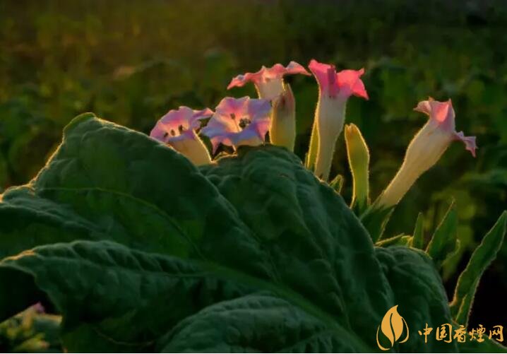 煙草花花語是什么，煙草花什么時(shí)候開花