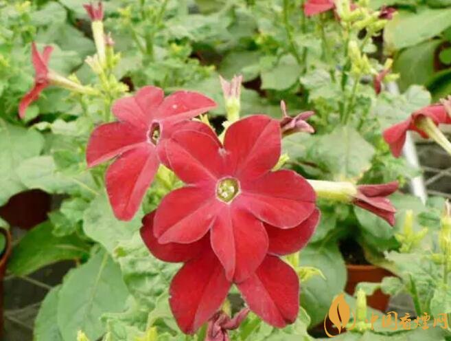 煙草花花語是什么，煙草花什么時(shí)候開花