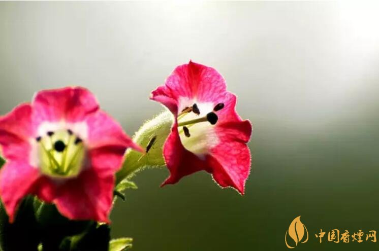 煙草花花語是什么，煙草花什么時(shí)候開花